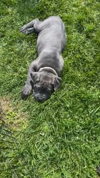 LAST ONE!  Beautiful 12 Week Old Female AKC Cane Corso in Morristown, Tennessee