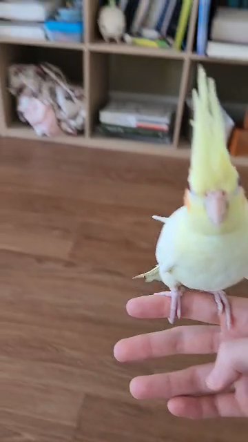 Cockatiel Lutino in Roseville, California