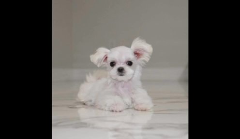 Tcup Lily in Los Angeles, California