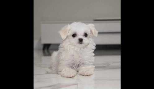 Lola in Los Angeles, California