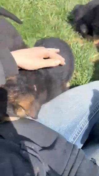 German Shepherds in Des Moines, Iowa
