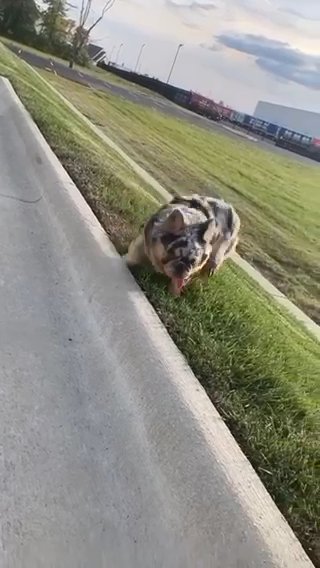 French bulldog Pups (AKC) in Wilmington, Ohio
