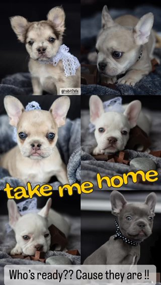 French Bulldogs For Adotion in Los Angeles, California