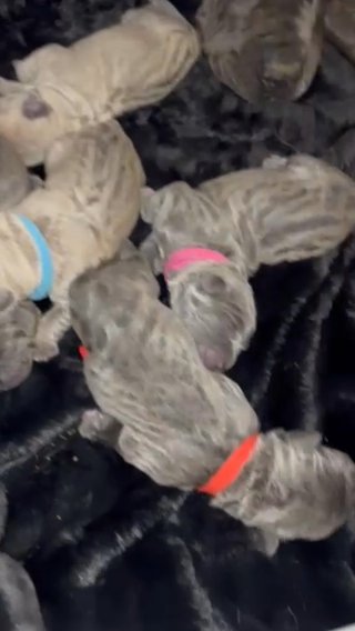 Corso Pups Born April 16th! in Austin, Texas