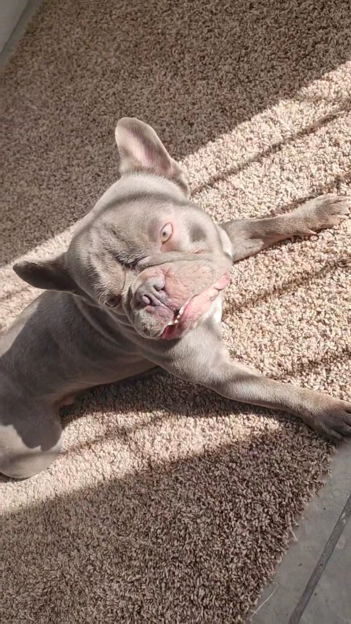 French bulldog XL in Las Vegas, Nevada