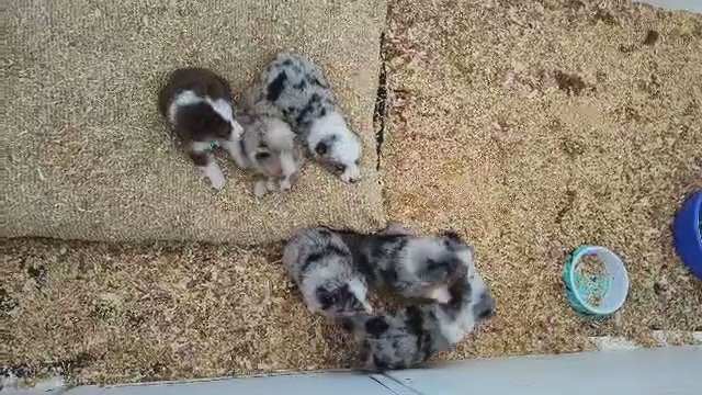 Small Mini American shepherds in Maryville, Tennessee