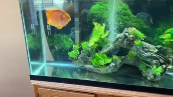 55 Gallon Tank And Stand+ in Morristown, Tennessee