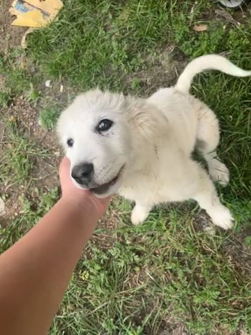 Great Pyrenees puppy (TAKEN) in Waco, Texas