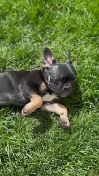Meet Gwen The Precious Black Tan French Bulldog Awaiting Her Furever Home! in Chicago, Illinois