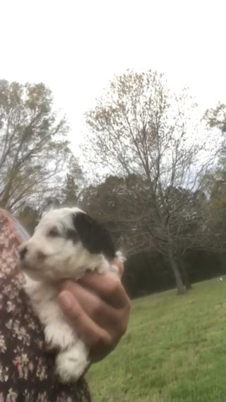 Addy F1b Micro Mini Bernedoodle in Greenwood, South Carolina