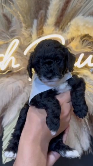 Multi gen micro mini Goldendoodle Male in Houston, Texas
