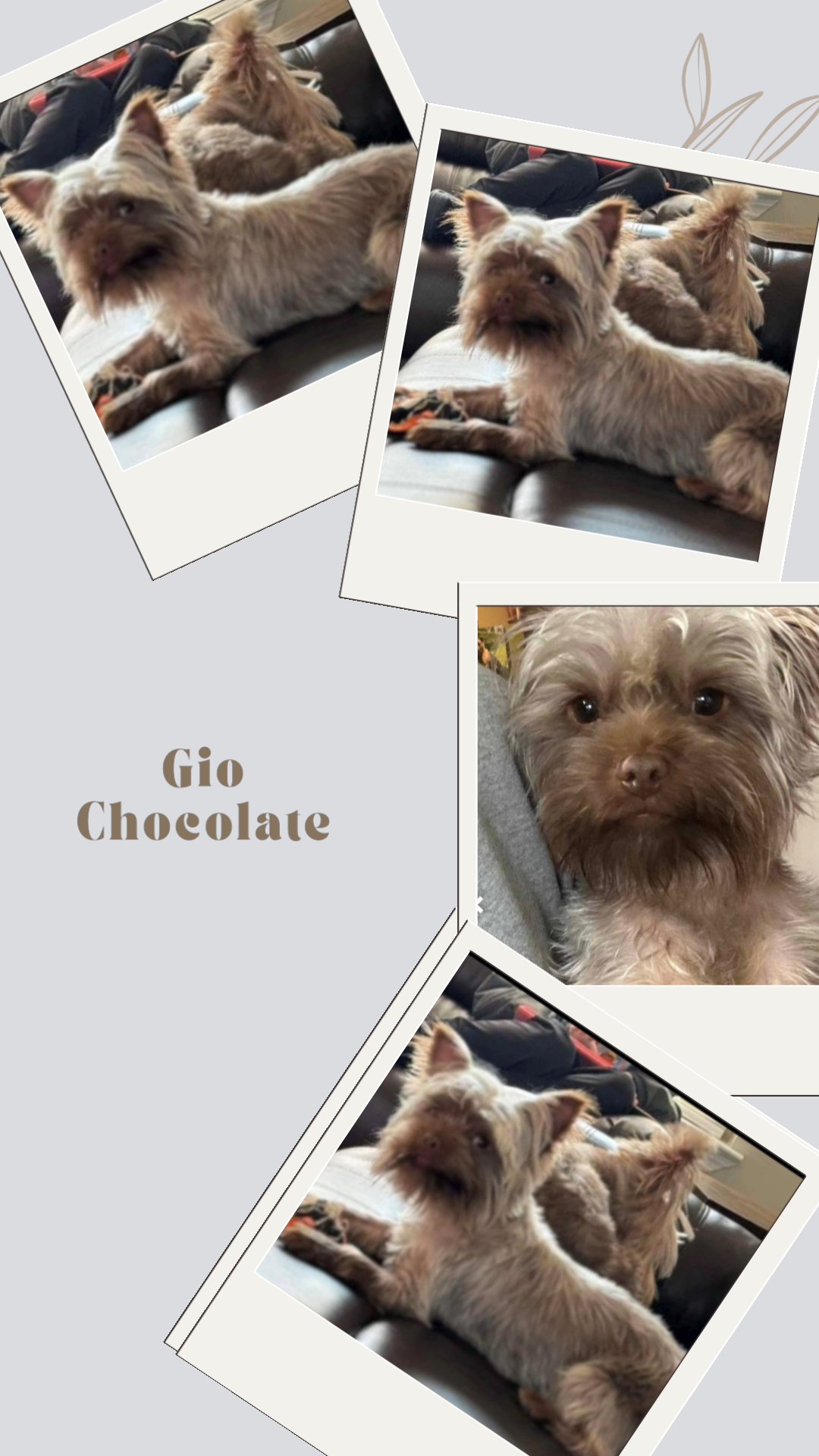 Gio CKC on hold in Washington, District of Columbia