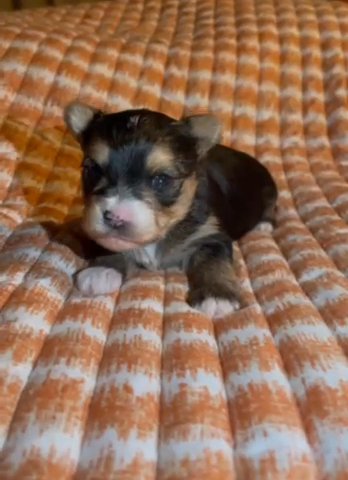 SOLD—AKC Female Yorkie in Boone, North Carolina