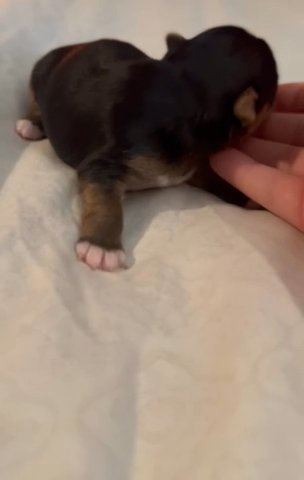 SOLD—AKC Female Yorkie in Boone, North Carolina