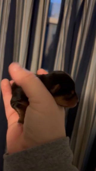 SOLD—AKC Female Yorkie in Boone, North Carolina