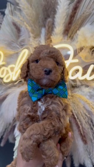 Multi Gen Micro Mini Goldendoodle Male in Houston, Texas
