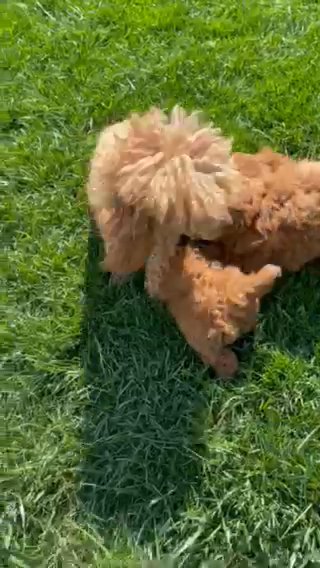 Toy Poodles in Lancaster, Pennsylvania