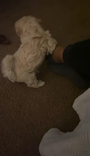 8 Month Old Maltipoo in Detroit, Michigan