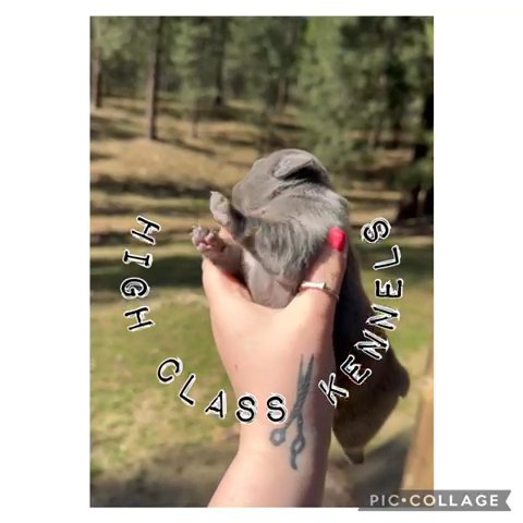 Blue Female Frenchie in Spokane, Washington
