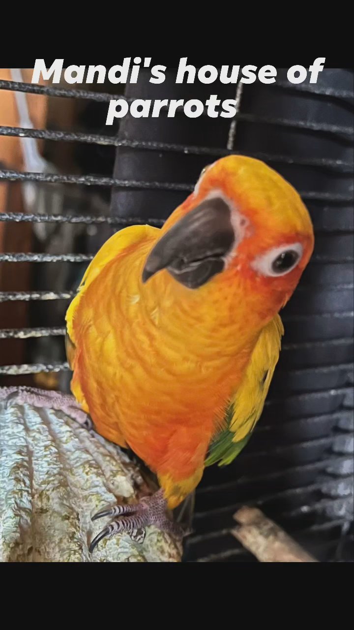 pair of sun conures in Mobile, Alabama