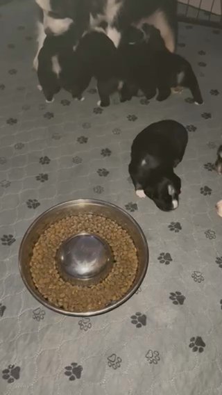 Mini Australian Shepherds in Pensacola, Florida