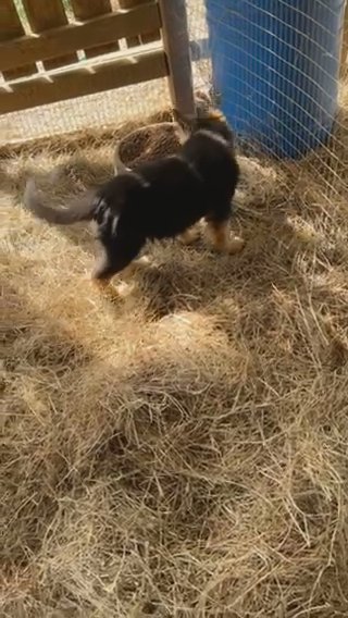 West German Showline German Shepherd Puppy in Tuscaloosa, Alabama