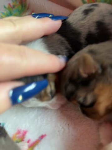 Blue Eyed Yorkies For Sale in Slidell, Louisiana