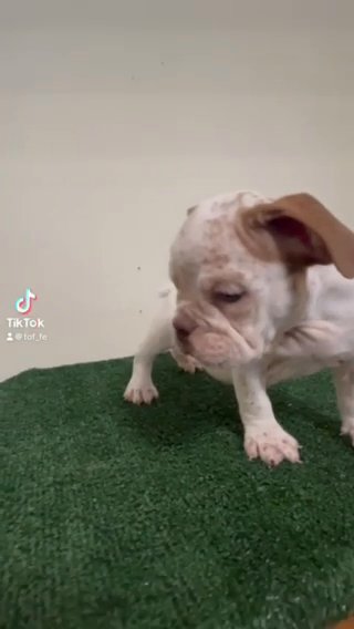 Exotic Micro Bully Puppy in Augusta, Georgia