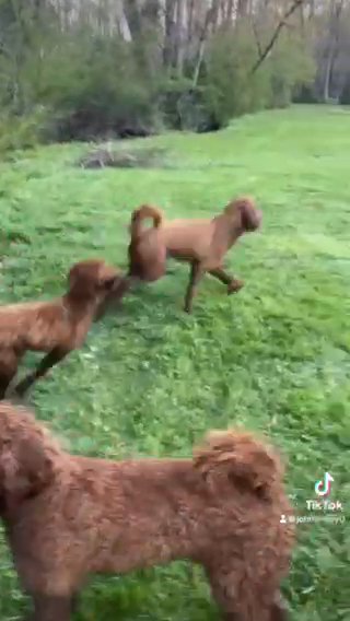 F1b Golden Doodles in Roanoke, Virginia