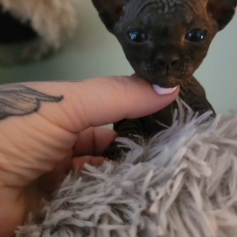 Black Bambino Sphynx in Detroit, Michigan