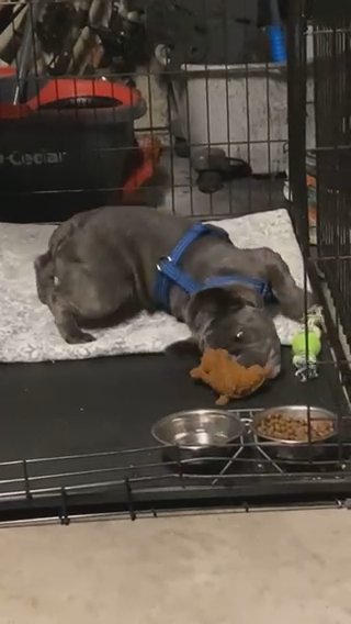 Male French Bulldog in Dallas, Texas