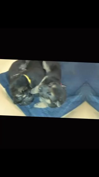 Akc Registered German Sheppred Puppies in Tulsa, Oklahoma