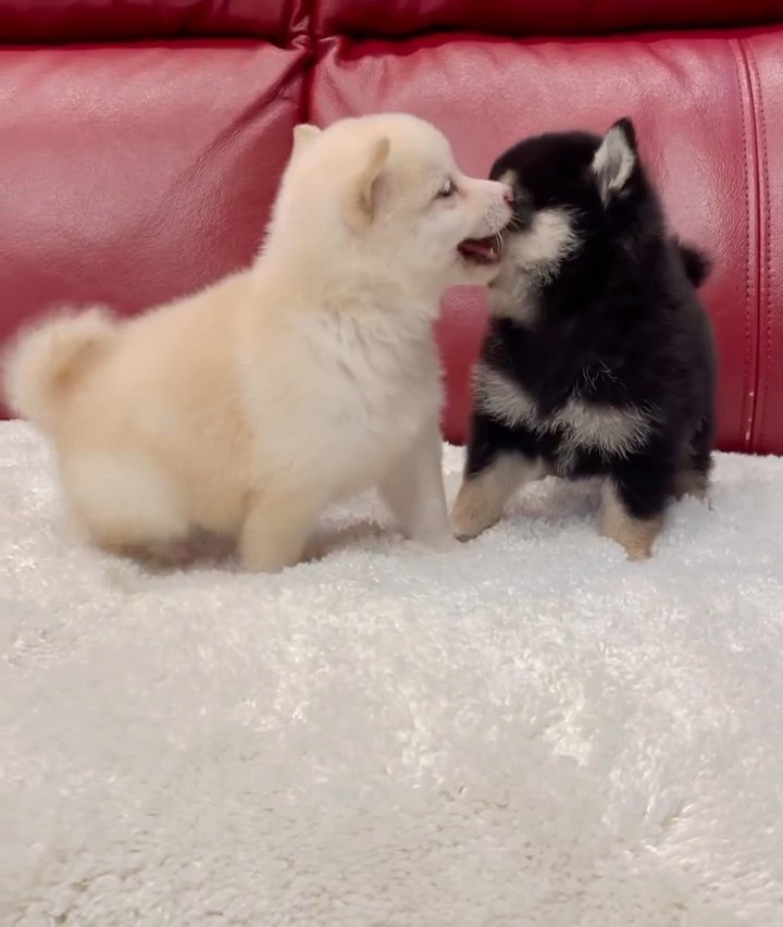 Shiba Inu puppy in Washington, District of Columbia
