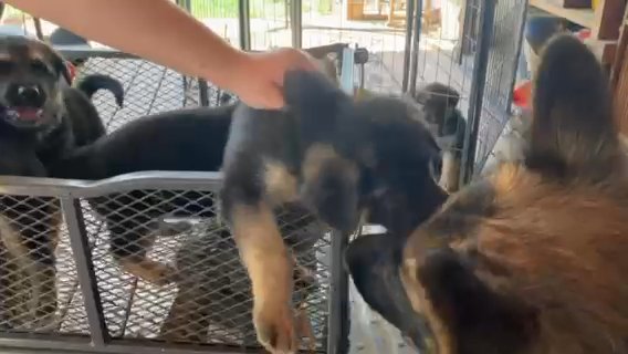 Akc Registered German Sheppardred Puppies in Tulsa, Oklahoma