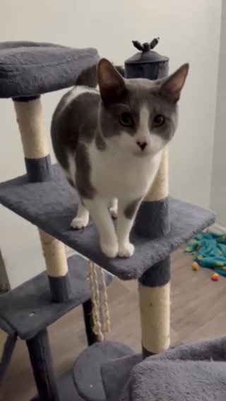 Cat Tuxedo mixed $100 in Tampa, Florida