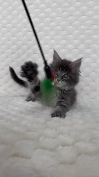 Blue Classic Tabby Female in Portland, Oregon