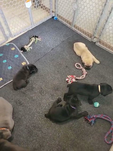ICCF Cane Corso Pups in Amelia, Ohio