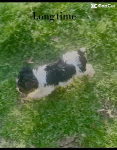 Partti Yorkshire Terrier in Baltimore, Maryland