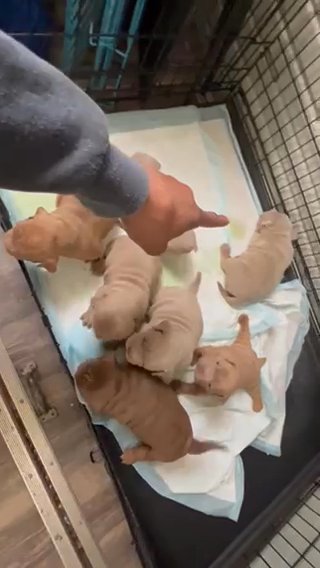 Exotic American Bullies in Indianapolis, Indiana