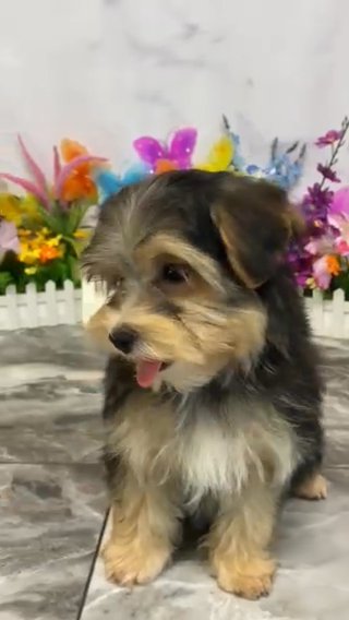 Precious Morkie Boy, Stitch! in Pittsburg, Kansas
