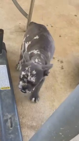 Merle French Bulldogs in Dallas, Texas