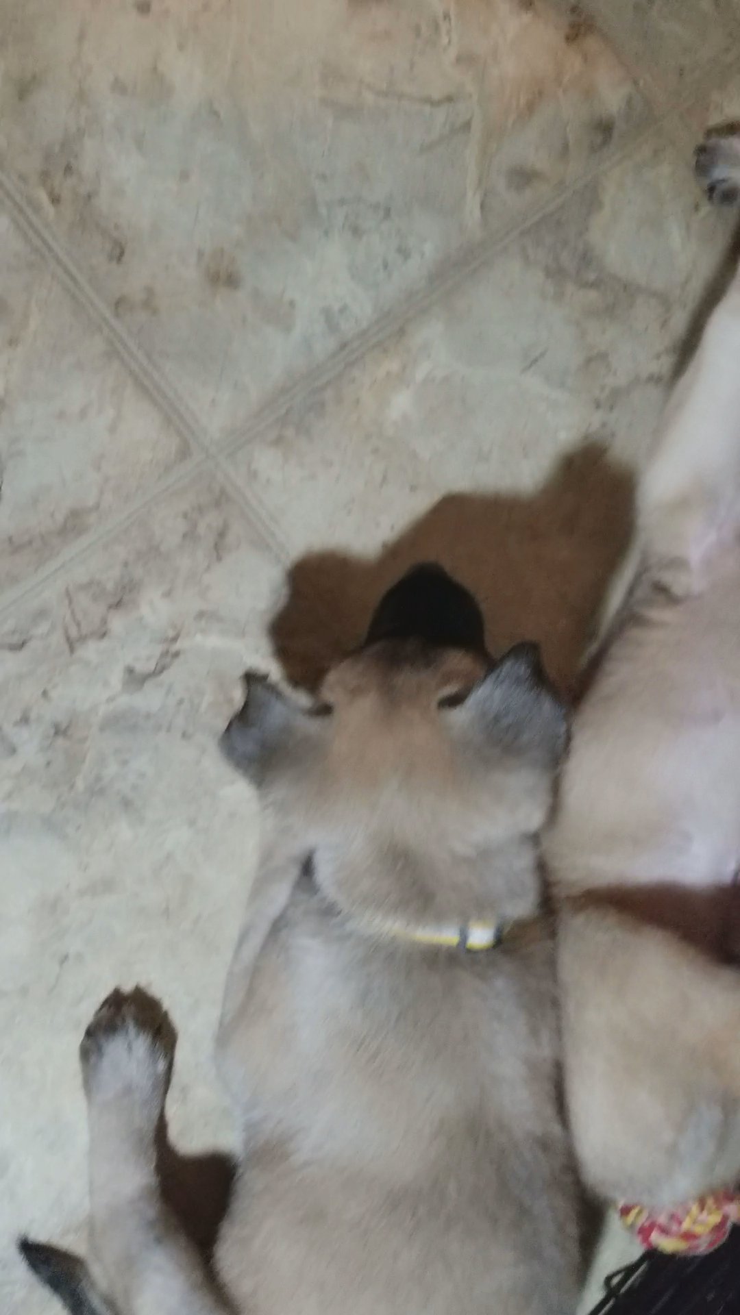 Malinois puppies in Los Angeles, California