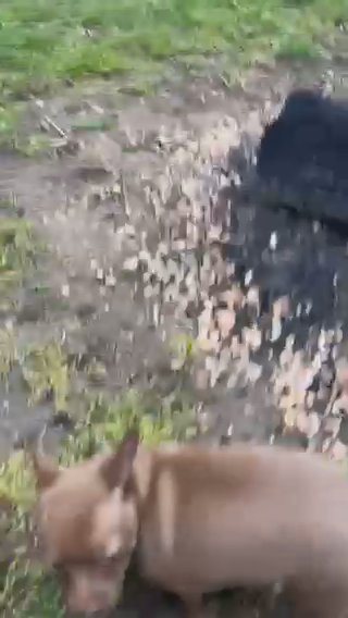 Chihuahua in Queens, New York