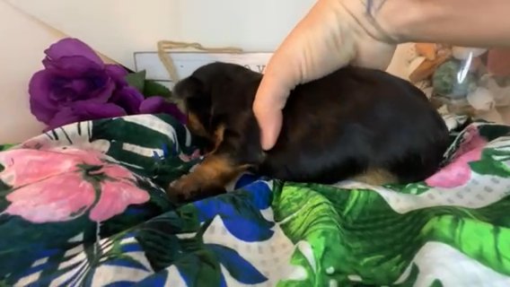Violet Quality Yorkie Lifetime Genetic Health Guarantee in Savannah, Georgia