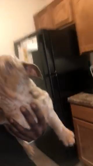 Lil Guy Needs A New Home in Milwaukee, Wisconsin