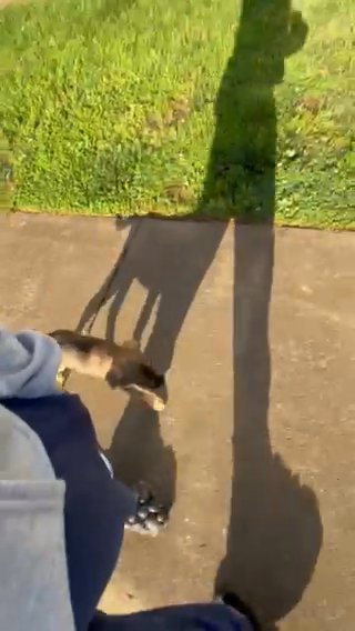 Selling My Mixed Breed Puppy in Winston-Salem, North Carolina