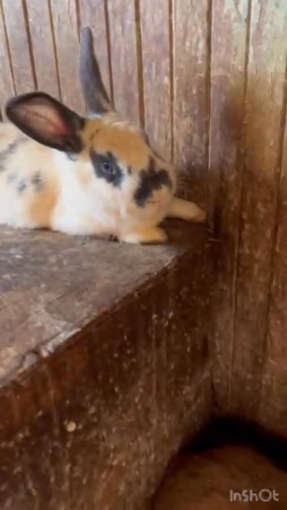 Female Rabbits For Sale in Sacramento, California