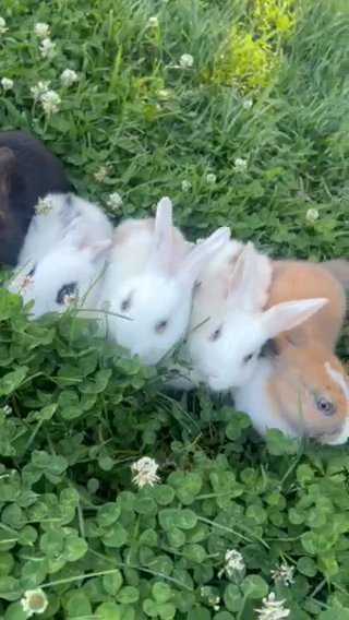 Bunnies For Sale in Sacramento, California