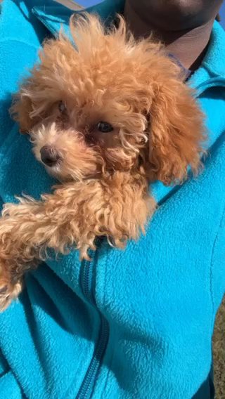 Toy Poodle in North Little Rock, Arkansas