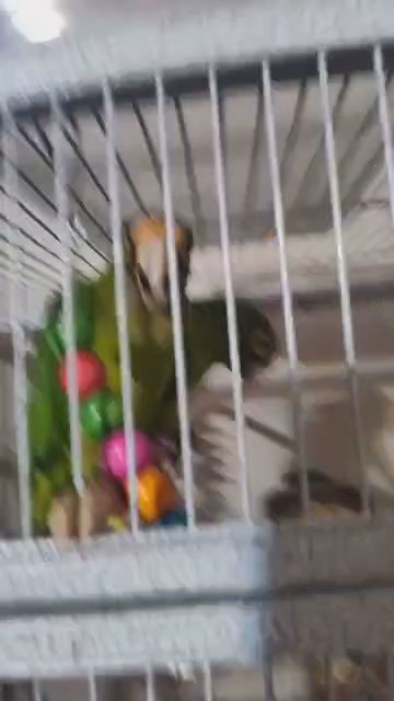 pair of RARE HALF MOON CONURES in Mobile, Alabama